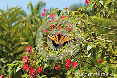 Two-tailed swallowtail butterfly standing on a green plant with flowers Stock Photo