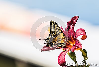 Two-tailed Swallowtail (Papilio multicaudata) in Lily in a Home Stock Photo