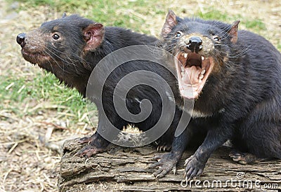 Two Tasmanian Devils, one screaming Stock Photo