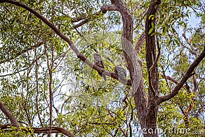Two Tawny Frogmouth Owls Camouflaged Amongst The Trees Stock Photo