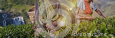 Two Tea Pickers Smile As They Pick Leaves Concept Stock Photo