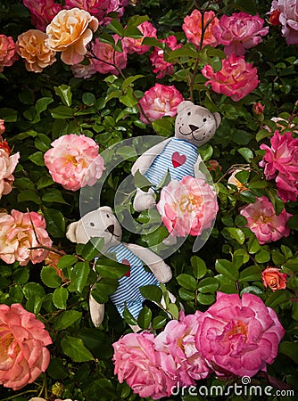 Two teddy bear in roses Stock Photo