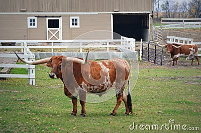 Two Texas Longhorns Stock Photo