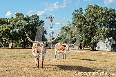 Two Texas Longhorns and the Windmill Stock Photo