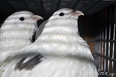 Two texas quail in a cage with other birds Stock Photo