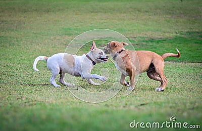 Two thai dogs playing on the beach Stock Photo