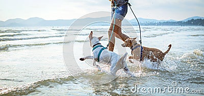 Two thai dogs playing on the beach Stock Photo