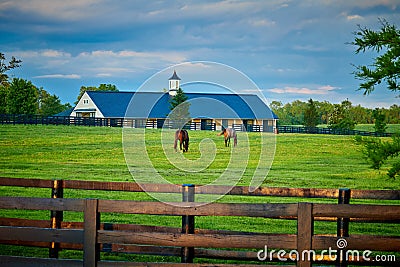 Two Thoroughbred Horses Grazing in a Field Stock Photo