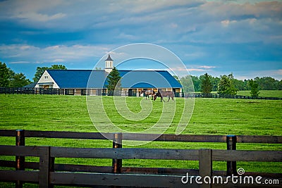 Two Thoroughbred Horses Grazing in a Field Stock Photo