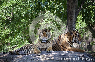 Two tiger lying on rock floor Stock Photo