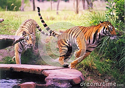 Two Tigers Stock Photo