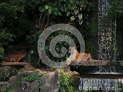 The two tigers chilling and relax at the Khao Keow open zoo at Sri Racha, Chonburi, Thailand Stock Photo