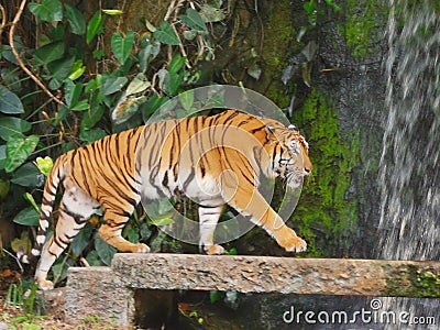 The two tigers chilling and relax at the Khao Keow open zoo at Sri Racha, Chonburi, Thailand Stock Photo