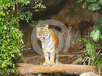 The two tigers chilling and relax at the Khao Keow open zoo at Sri Racha, Chonburi, Thailand Stock Photo