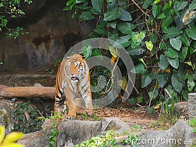 The two tigers chilling and relax at the Khao Keow open zoo at Sri Racha, Chonburi, Thailand Stock Photo