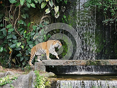 The two tigers chilling and relax at the Khao Keow open zoo at Sri Racha, Chonburi, Thailand Stock Photo