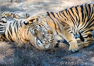 Two tigers play and fight Stock Photo