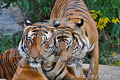 Two tigers socialising; a tiger roaming around another tiger; Stock Photo