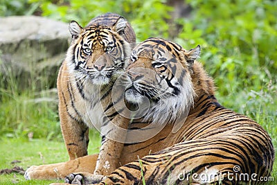 Two tigers together Stock Photo
