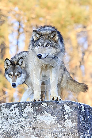 Two timber wolves on ridge Stock Photo