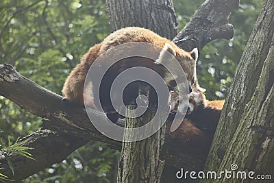 Two tiny red pandas climbing in tree trunks Stock Photo