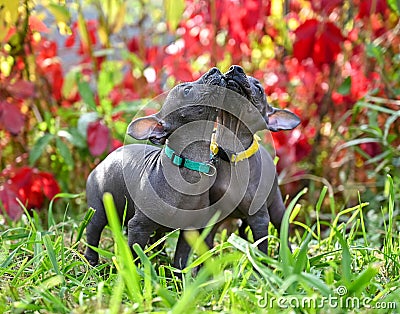 Two tiny Xoloitzcuintle Mexican Hairless Dog puppies in beautiful garden on background Stock Photo