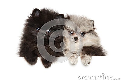 Two tiny Zwerg Spitz puppies on white Stock Photo