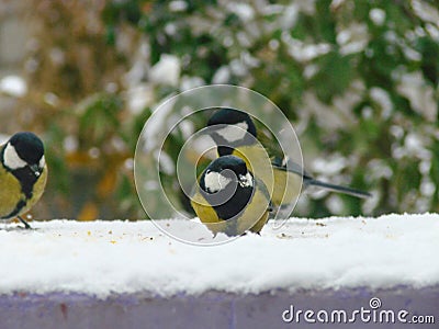 Two titmouse on a snowy table in the winter Stock Photo