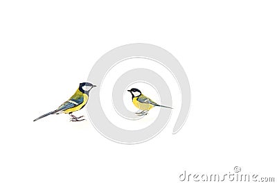Two Tits, male and female Stock Photo
