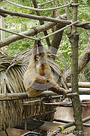 just hanging out with the two toed sloth, at Southwicks Zoo, Mendon, Ma Editorial Stock Photo