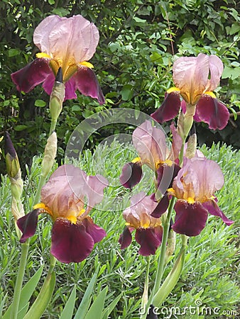 Two-tone flower garden iris pink and purple Stock Photo