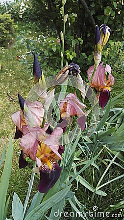 Two-tone flower garden iris pink and velvety plum Stock Photo