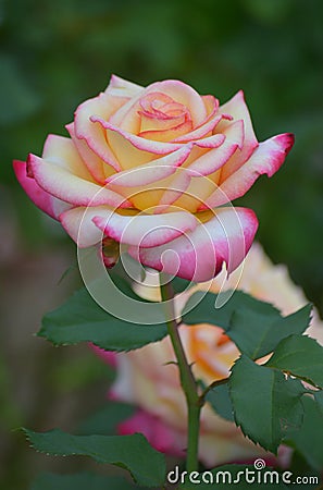 Two tone rose in bloom Stock Photo