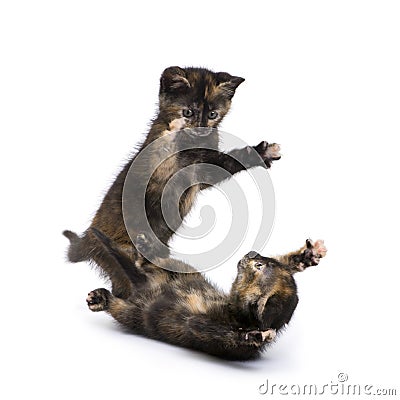 Two Tortoiseshell kitten (2 months) Stock Photo