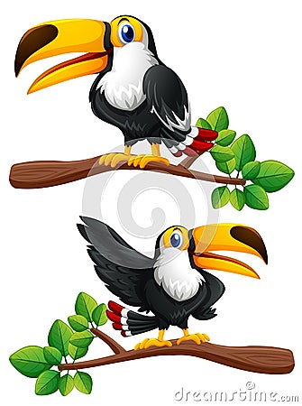 Two toucan birds on branches Vector Illustration