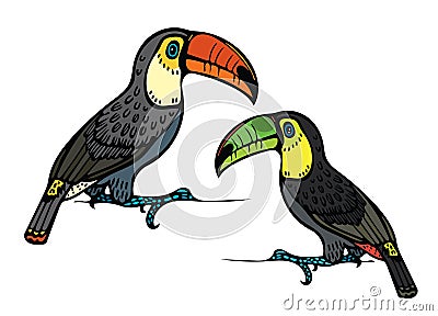 Two toucan. Vector Illustration