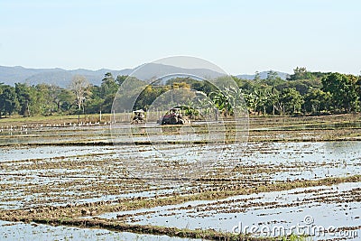 Two tractor cars plowed soil in rice field land,Landscape rural in Chiang Mai,Thailand Stock Photo