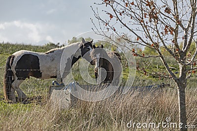 Two travellers brown and white cob horses Stock Photo