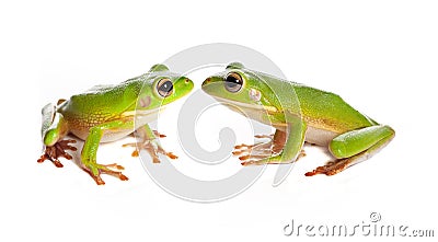 Two tree frogs Stock Photo