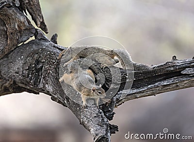 Two tree squirrel Paraxerus cepapi in a tree, Namibia Stock Photo