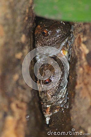 Two treefrogs inside a tree Stock Photo