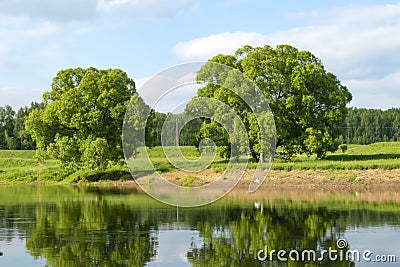 Two trees on the bank of the river in the background of the forest Stock Photo