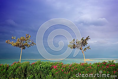 Seascape with trees, sea, and dramatic sky. Dead sea, Israel Stock Photo
