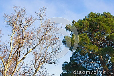 Two trees - deciduous and coniferous - against blue sky on sunny winter day. Sycamore and pine tree Stock Photo