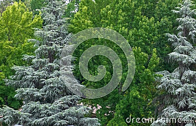 Two trees with distinct tonalities from green to fill all the framing. Stock Photo