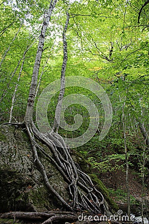 2 Two trees growing from a huge boulder along a hiking trail in Cape Breton Stock Photo