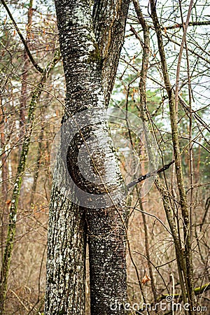 Two trees intertwined in the spring forest Stock Photo