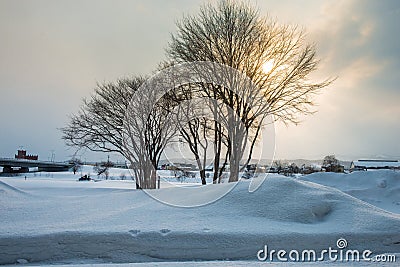 Two trees in the snow scene Stock Photo