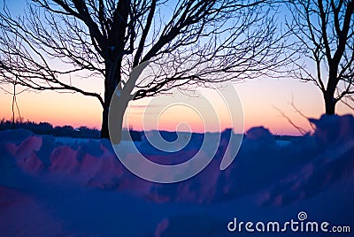 Two trees in snow at twilight in winter Stock Photo