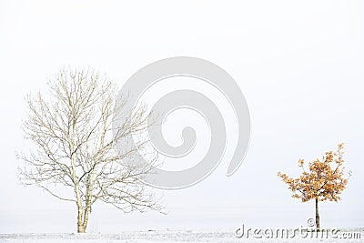 Two trees in white winter fog scene for peace tranquility and mindfulness Stock Photo
